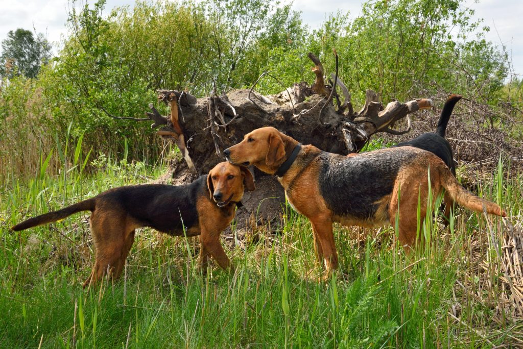 Hunting dogs